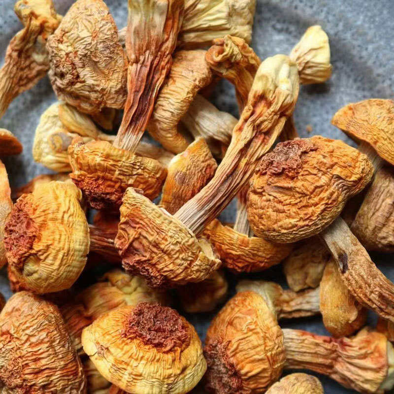 姬松茸巴西菇短腿蘑菇散装松茸云南菌菇红菇杏鲍菇牛肝菌鸡油菌