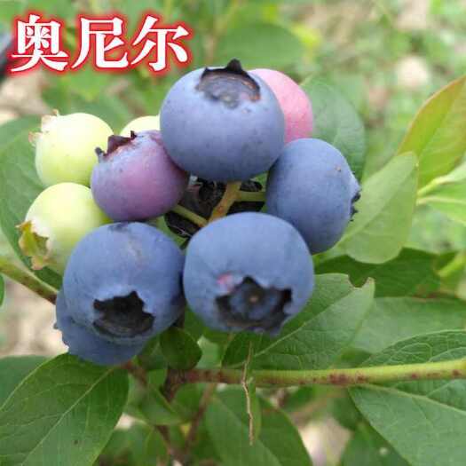 莒南县奥尼尔蓝莓苗根系发达现挖现发保证品种保证质量