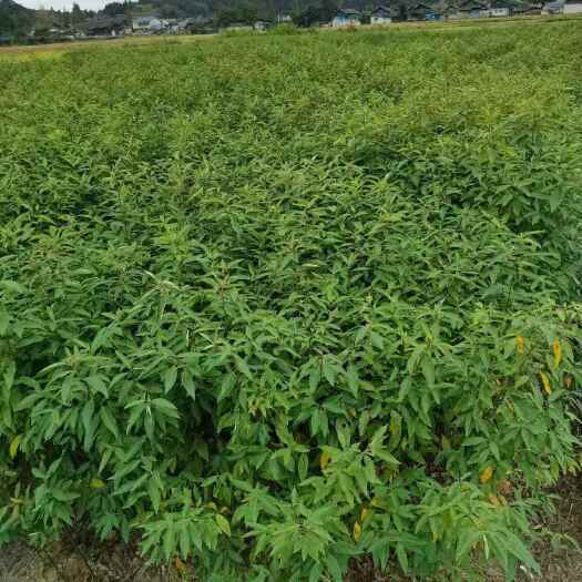 靖州县木姜子改良培育苗