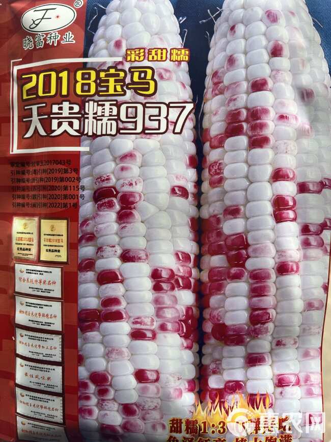 2018宝马彩甜糯玉米种子 棒大饱满 色泽红亮口感好200克