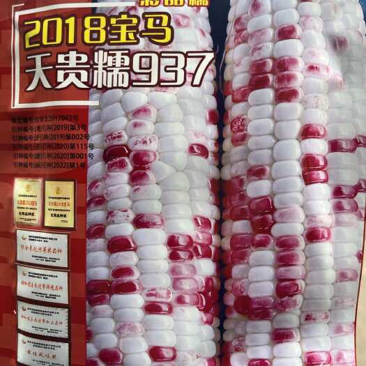 平远县2018宝马彩甜糯玉米种子 棒大饱满 色泽红亮口感好200克