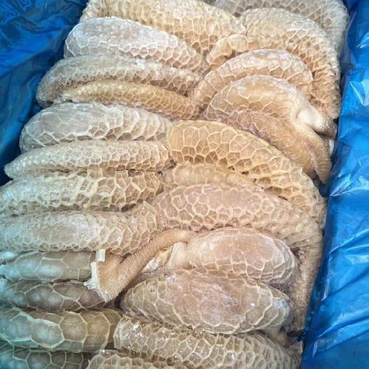阳信县金钱肚