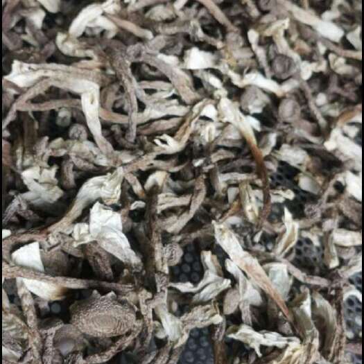 广昌县蔍茸菇，室内食用菌种植，无污染环境，人工采摘，自然晒干。