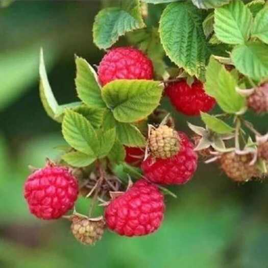 莒南县红树莓苗  根系发达现挖现发保证品种保证质量