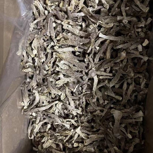 顺昌县鹿茸菇，新鲜品 干品