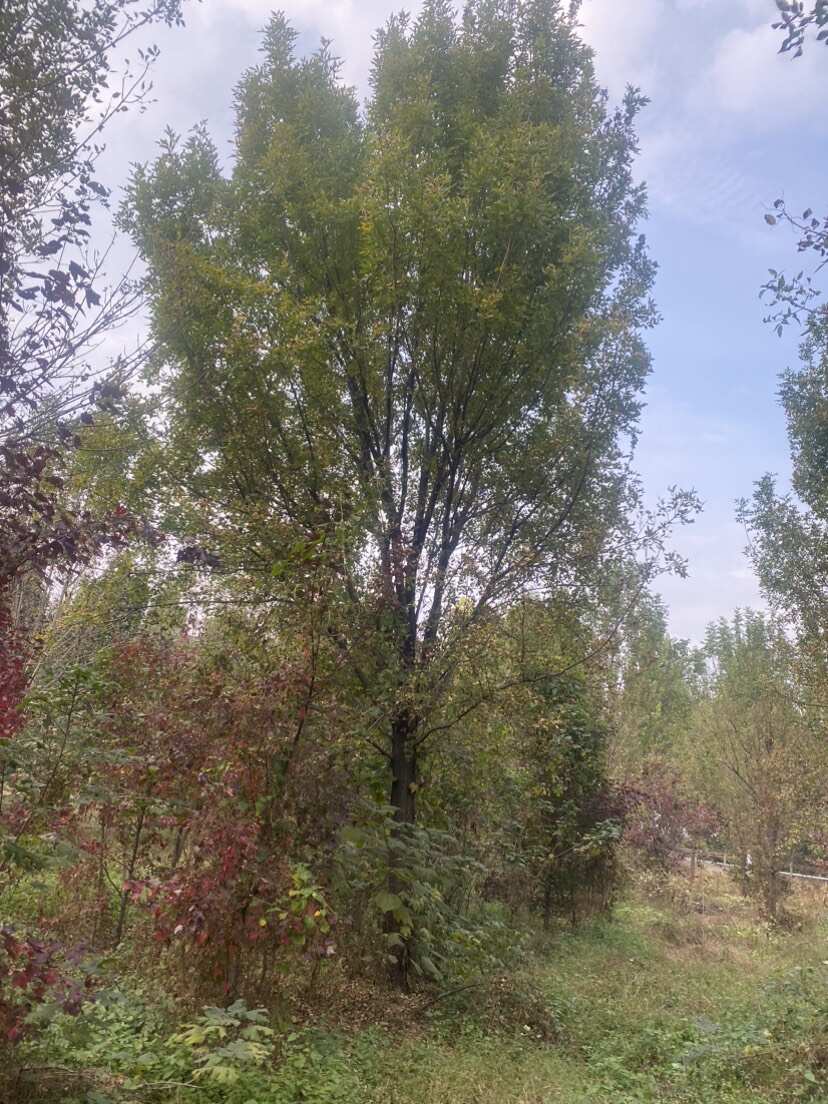 15公分白蜡—退林清地处理