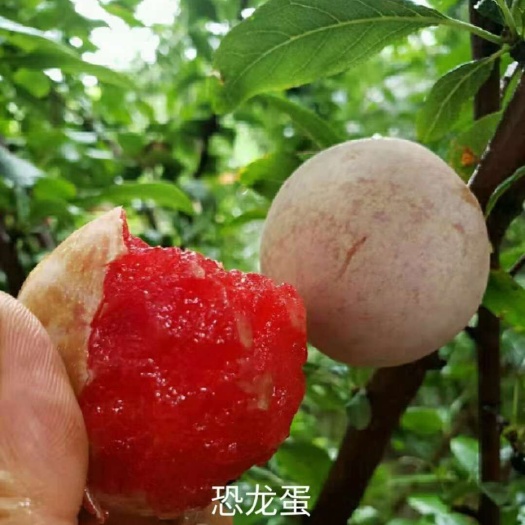 武陟县恐龙蛋，味帝，风味玫瑰皇后