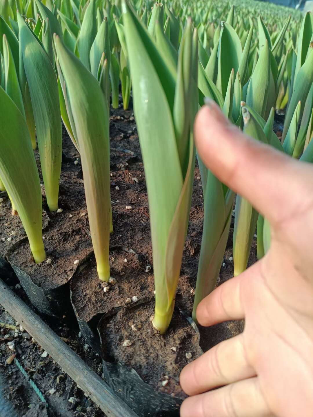 郁金香 出售各种宿根地被时令草花水生植物荷花睡莲