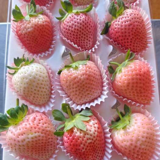 永仁县白草莓，粉玉草莓，香野草莓