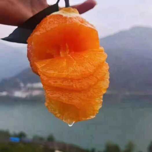 秭归县秭归纽荷尔脐橙