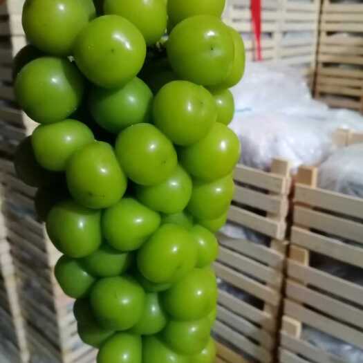 莱西市山东半岛阳光玫瑰大量上市中
