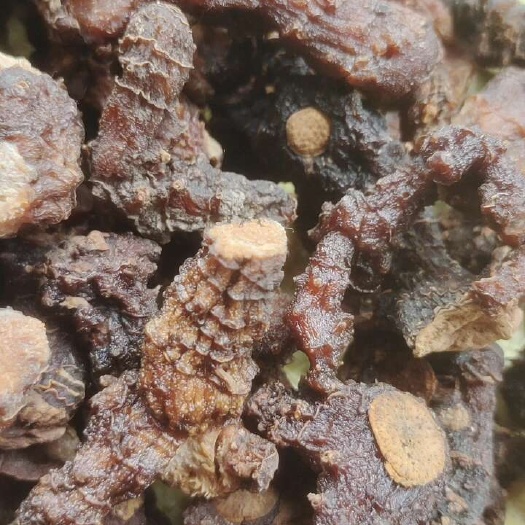 山阳县黄精