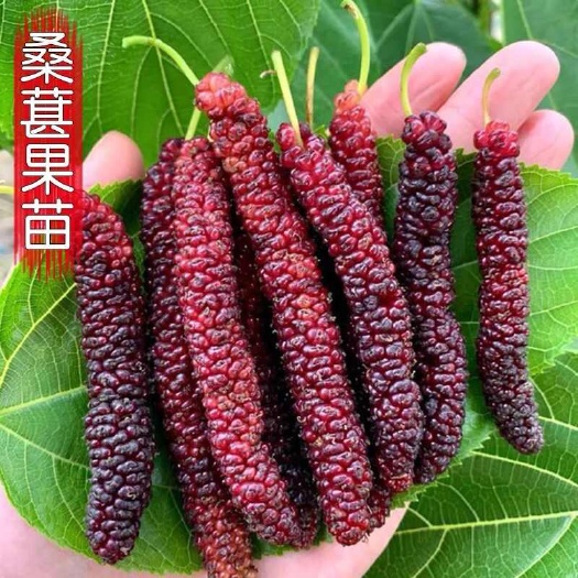 莒南县长穗桑苗  根系发达现挖现发保证品种保证质量