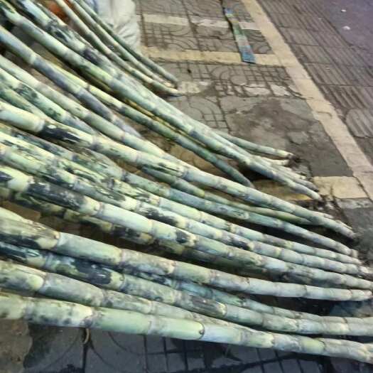溆浦县甘蔗