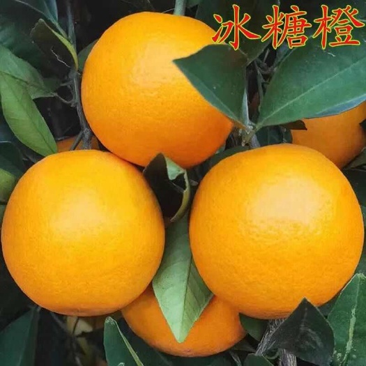 莒南县冰糖橙苗果实丰满品种纯正根系发达  质量保证现挖现发！