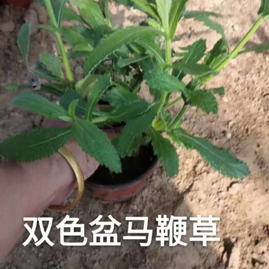 柳叶马鞭草