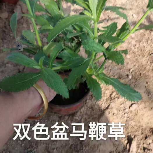 青州市柳叶马鞭草