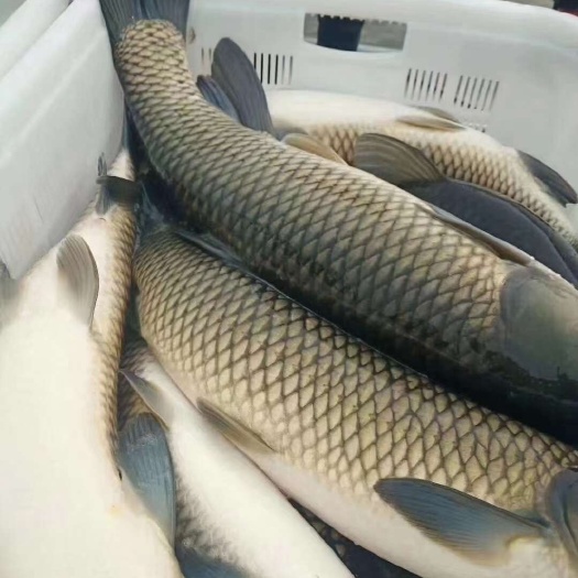 磁县厚子鱼