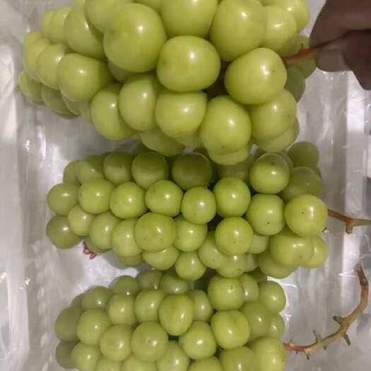 晋州市阳光玫瑰葡萄