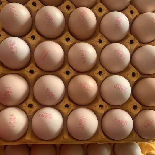 42码双色精品粉壳蛋