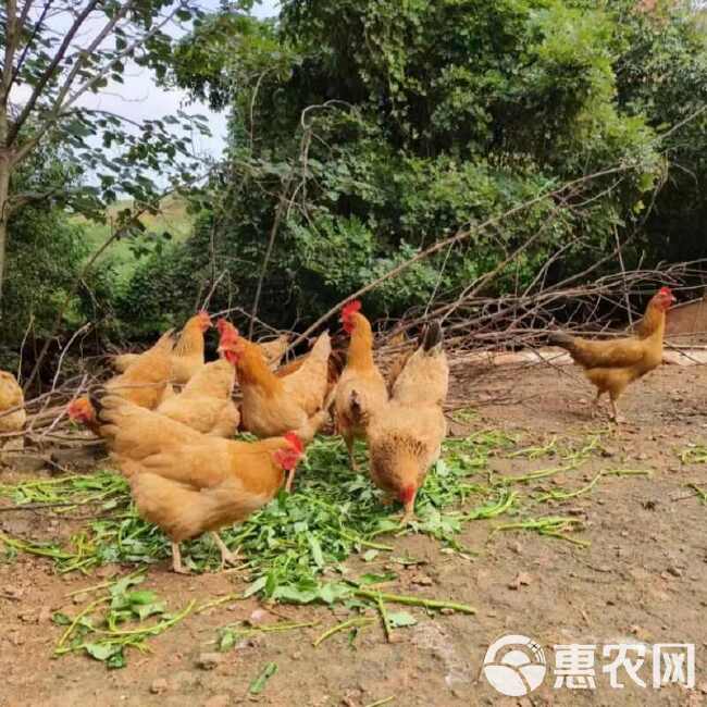 【三年老母鸡】农家散养土鸡草鸡笨鸡新鲜鸡肉整只冷冻走地鸡