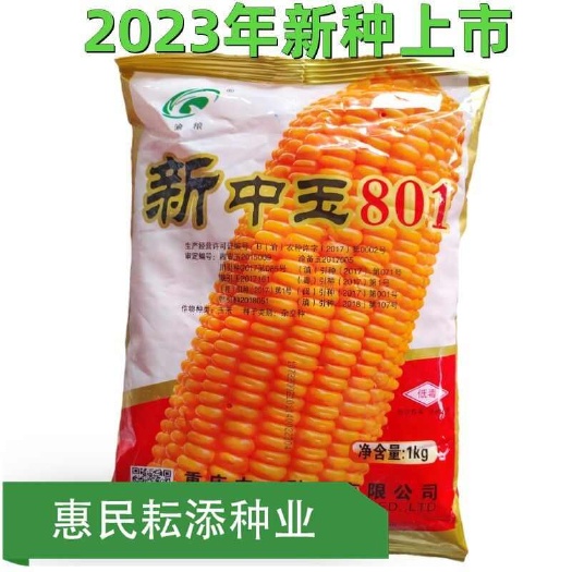 常德杂交玉米