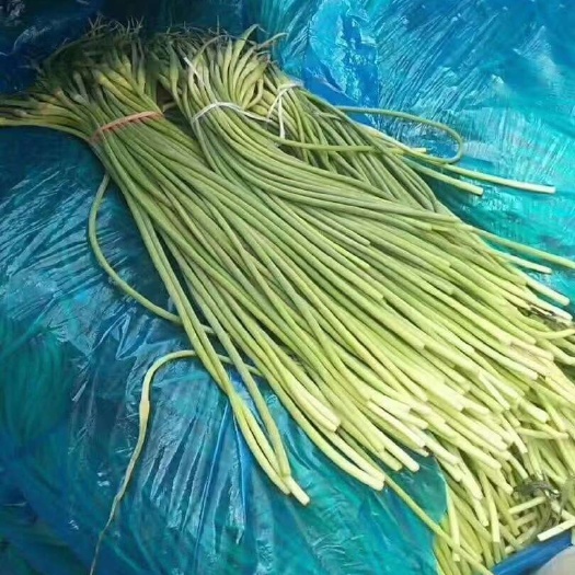 金鄉(xiāng)縣紅帽蒜苔 ，一噸起批  代發(fā)全國各地市場，