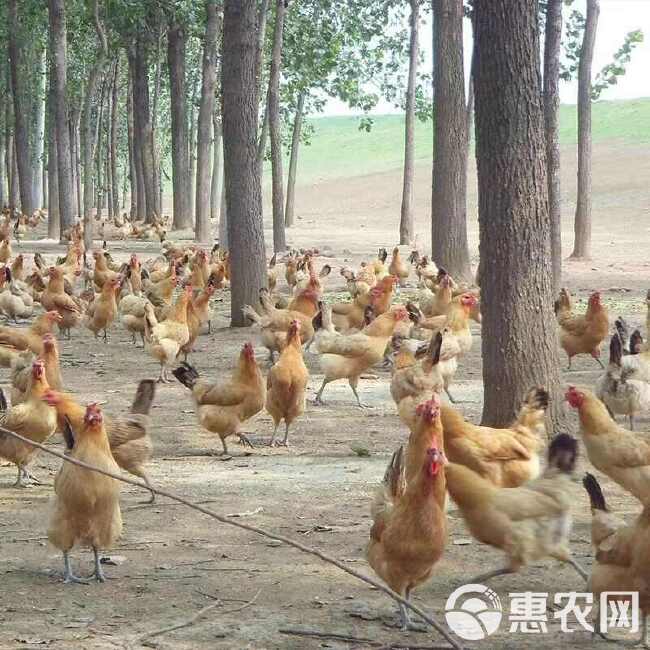 【三年老母鸡】农家散养土鸡草鸡笨鸡新鲜鸡肉整只冷冻走地鸡