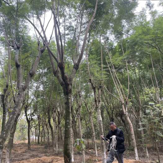 成都18公分蓝花楹