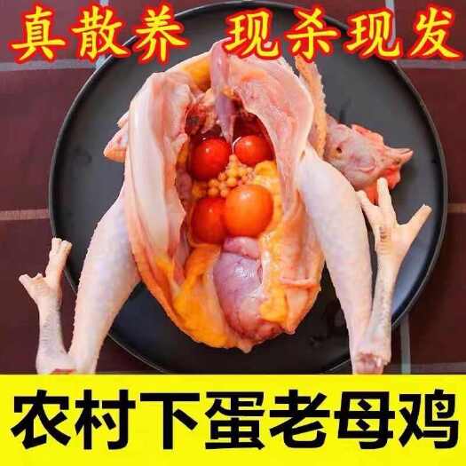 济南【三年老母鸡】农家散养土鸡草鸡笨鸡新鲜鸡肉整只冷冻走地鸡