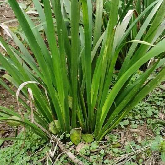 重庆市石菖蒲种苗