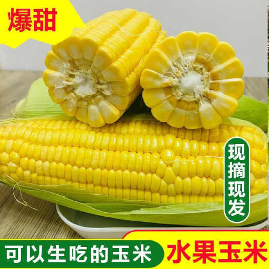 富民县现摘水果甜玉米嫩新鲜玉米带皮生吃爆浆整箱批发