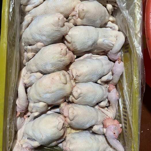 广州农家杂粮土鸡