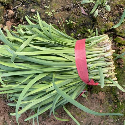 郯城县大叶韭菜 叶面好，头刀