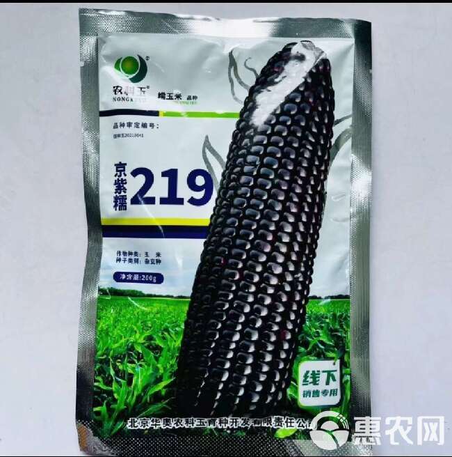 黑甜糯玉米种子 非转基因品种 京紫糯219黑糯玉米种200克