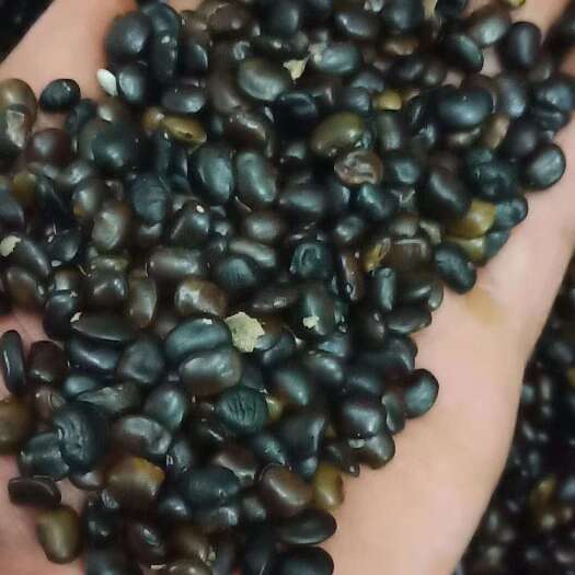 国槐种子，确保纯新加工质量芽率有保障