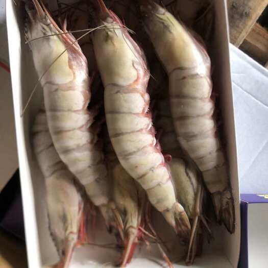 深圳红爪大虎虾