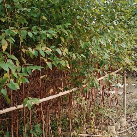 漳浦县桉树