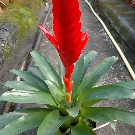 广州鸿运当头，凤梨花，卡丽