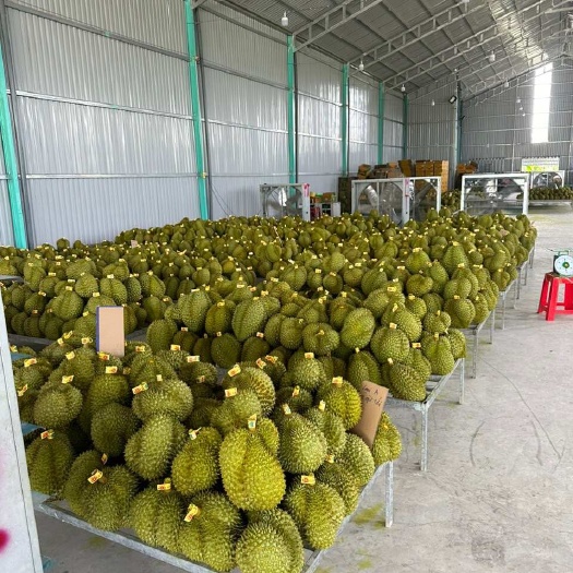 凭祥市越南金枕榴莲，越南基地直采。整柜出货，不散批。