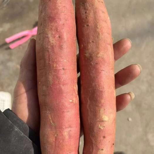 红薯