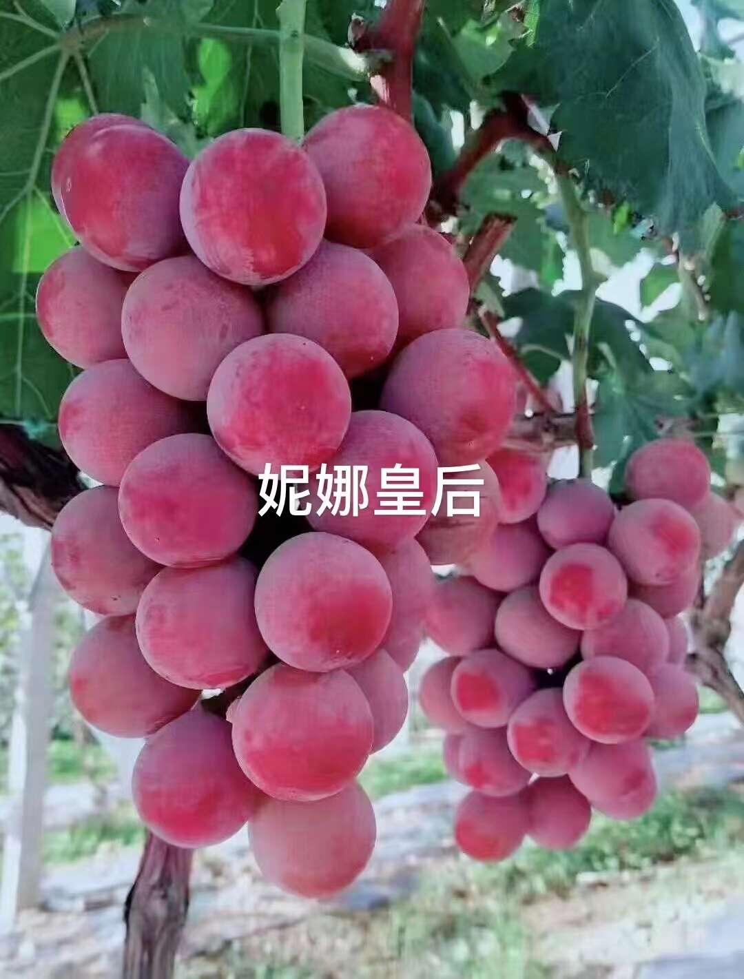 妮娜皇后一件代发