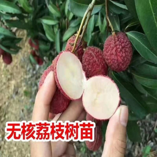 灵山县无核荔枝苗