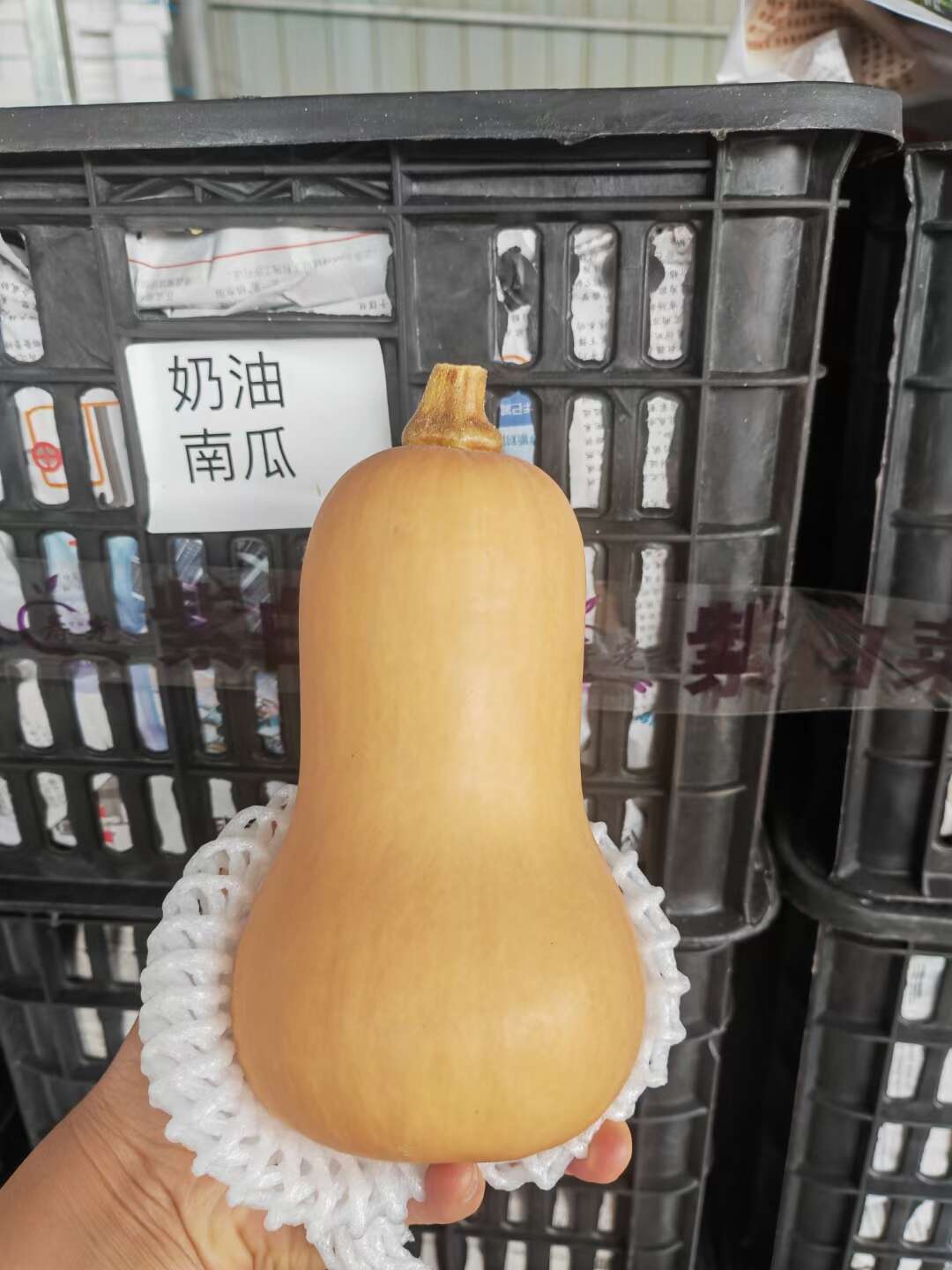 礼品蔬菜