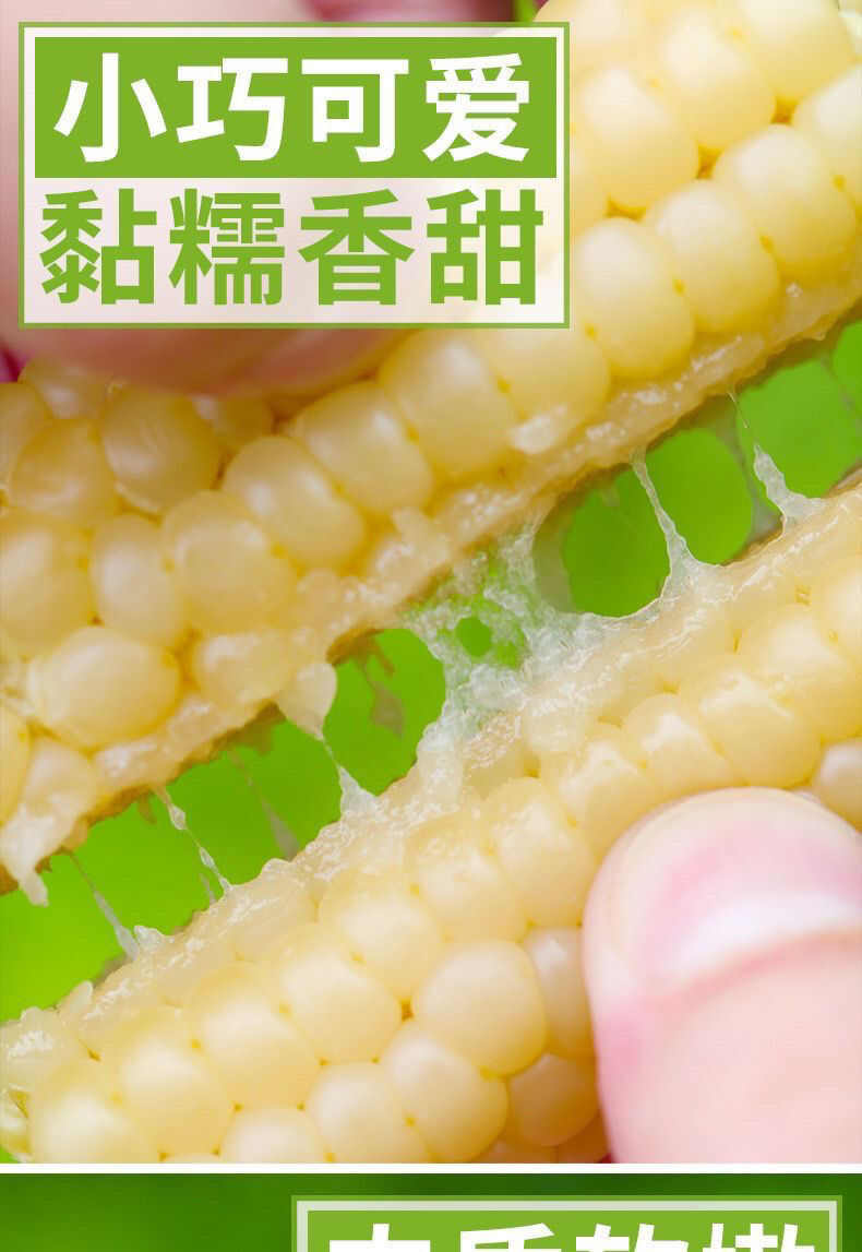 西双版纳香糯小拇指玉米非转基因新鲜白糯玉米棒蔬菜健康