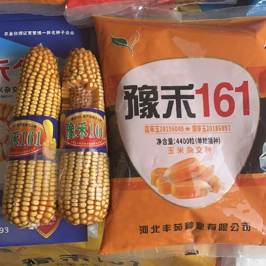 永济市玉米种子 豫禾161 双国审 红轴大棒型