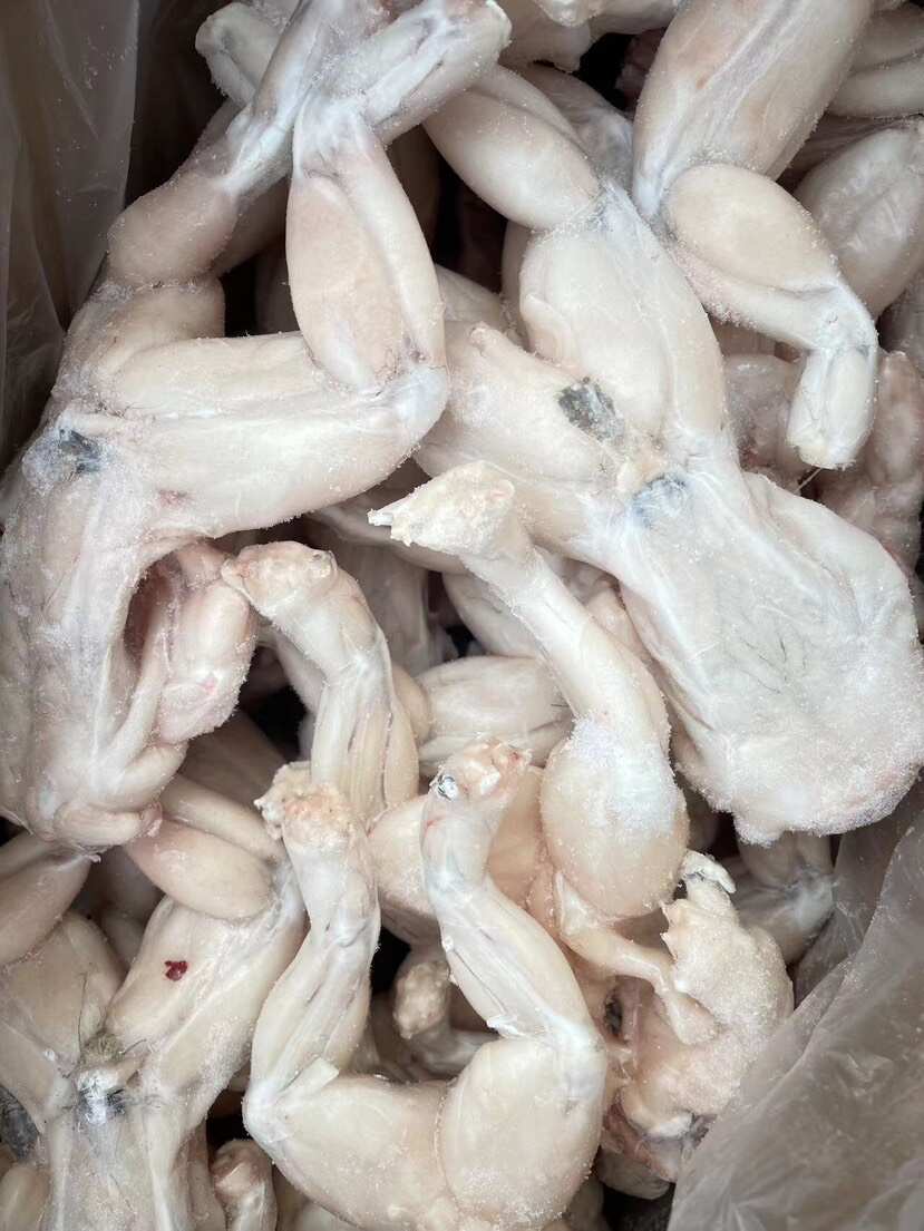 免处理高品质干冰牛蛙干锅牛蛙鲜活加工鲜冻牛蛙三去免处理田鸡