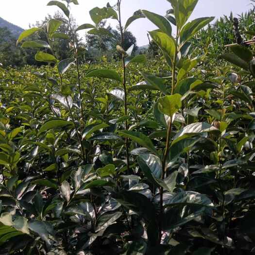 苍溪县日本甜柿嫁接苗