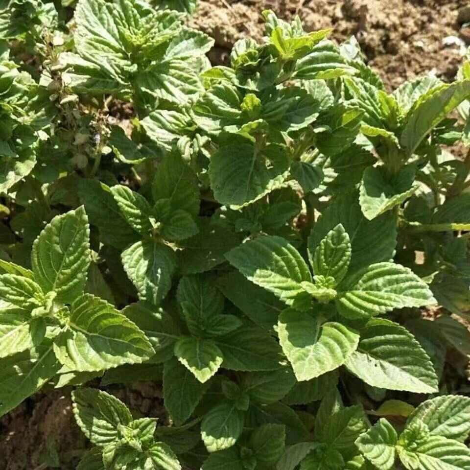 凉粉草种子 烧仙草种子