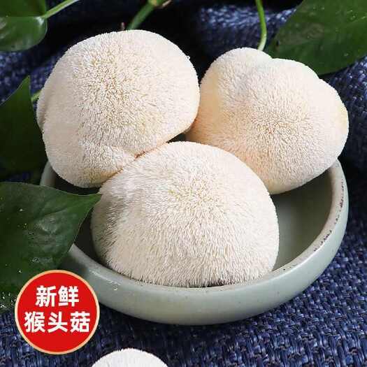 寿宁县新鲜猴头菇蘑菇菌菇野生食用菌煲汤无硫熏煲汤猴菇蘑菇